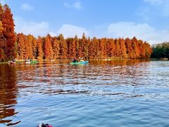 -上海海湾国家森林公园