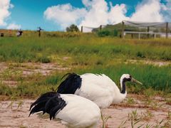 -盐城丹顶鹤湿地生态旅游区