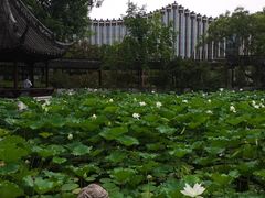 -上海醉白池公园