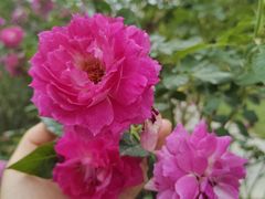 -人民公园(罗湖区)