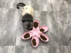 -楼上猫咖(罗湖店)