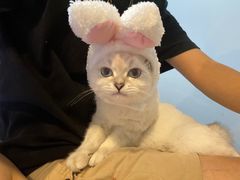 -哥老官重庆美蛙鱼头(西湖银泰十一哥店)