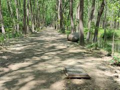 -合肥滨湖国家森林公园