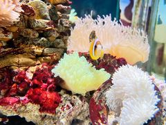 -太平洋海底世界