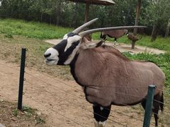 -大连森林动物园