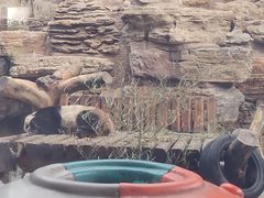 -石家庄市动物园