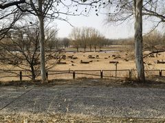 -北京麋鹿生态实验中心