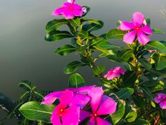 -亚龙湾国际玫瑰谷