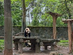 -都江堰中华大熊猫苑