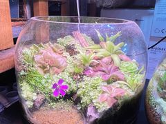 -朝来春花卉市场