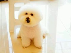 -Pets First伊珊娜洗护·精致美容·家庭式寄养(新会路店)