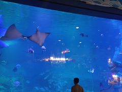 -烟台海昌鲸鲨海洋公园