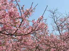 -天适樱花悠乐园