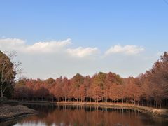 -上海海湾国家森林公园