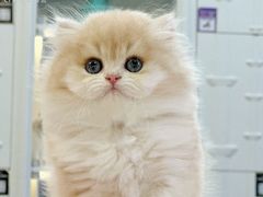 -小猫来了·猫咪专售(红山六九七九店)