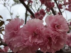 -天适樱花悠乐园