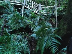 -南宁良凤江国家森林公园