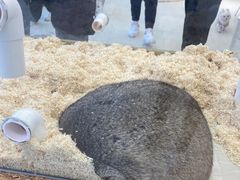 -怪兽屋·羊驼·猫咖·狗咖(俊华广场店)