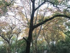 -吴山景区