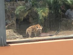 -清迈夜间动物园