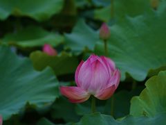 -长田漾湿地公园