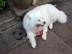 -紫阳古街