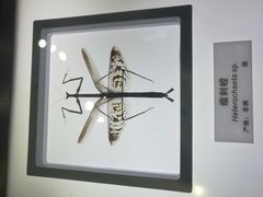 -上海昆虫博物馆