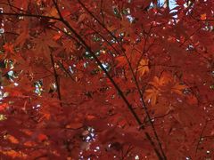 -秋霞圃