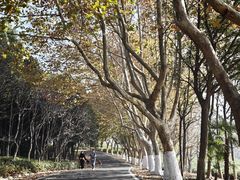 -宜兴龙背山森林公园