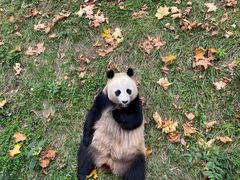 -卧龙中华大熊猫苑神树坪基地