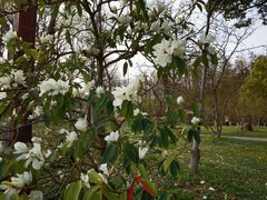 -上海共青森林公园