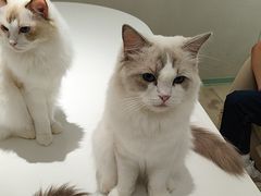 -怪兽屋·羊驼·猫咖·狗咖(俊华广场店)