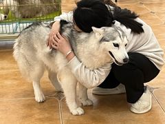 -Let's go狗咖·猫咖·奶狗·桌游(春熙路IFS店)