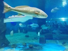 -北戴河圣蓝海洋公园