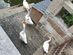 -苏州文庙(姑苏区)