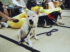 -逗柴咖啡屋·狗咖猫咖宠物桌游