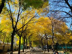-三里屯东五街银杏大道