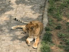-西霞口神雕山野生动物世界