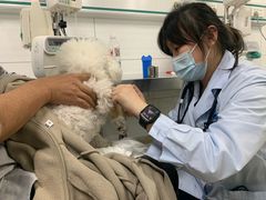 -中国农业大学动物医院