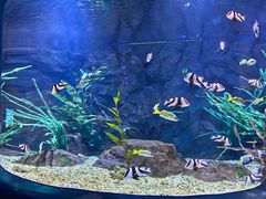 -贝林大翅鲸简餐厅(国家海洋博物馆店)