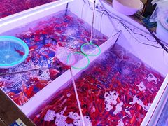 -山东柏宁水族批发广场