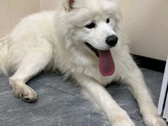 -美联众合爱康动物医院•复杂内科•肿瘤科•牙科•腔镜诊疗中心