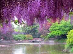 -嘉定紫藤园