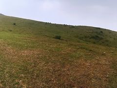 -大姆山草场
