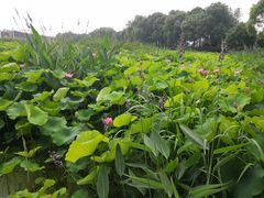 -荷塘月色湿地公园·向阳花洲