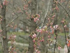 -东湖磨山景区樱花园-停车场