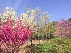 -北京西山国家森林公园