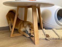 -浣熊柯尔鸭土拨鼠·电玩咖