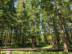 -黄海国家森林公园