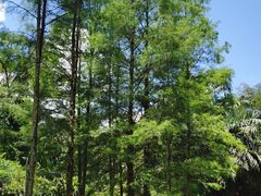 -中国科学院西双版纳热带植物园